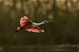 Reddish egret