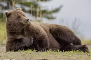 Grizzly-3208-min