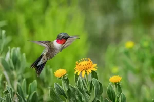 Hummingbird-121339