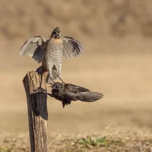 The Wildlife Photography & Safari Field Guide