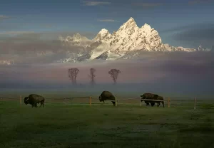 SM+7AB00859-teton+bison-3
