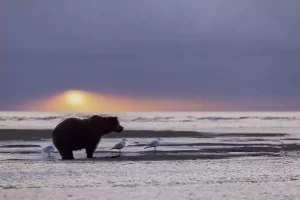 grizzly--min
