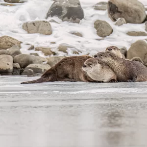 Yellowstone in Winter 2027