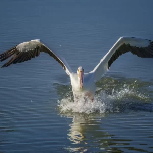 Spring Migration on the Texas Coast—Birding & Photography Adventure