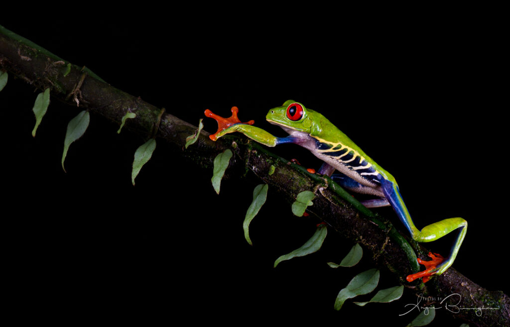 Red-eyed tree frog on a tree