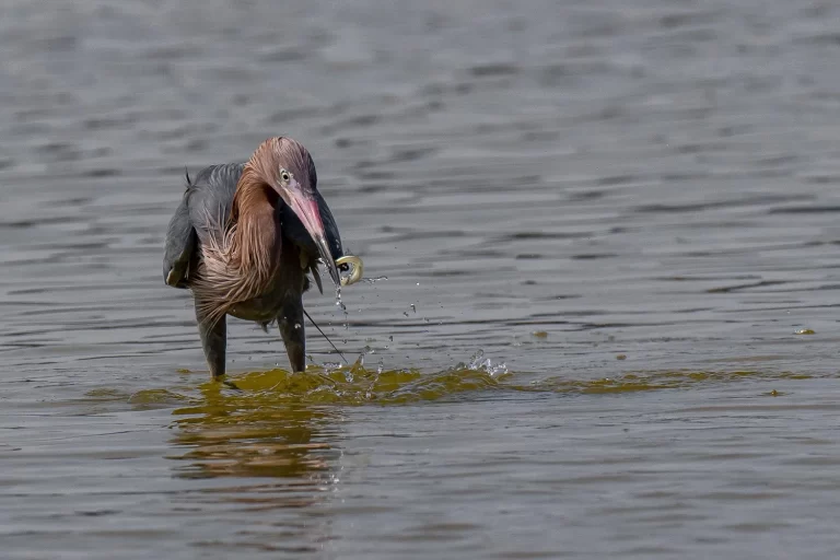 _A_10459cropped+Reddish+egret