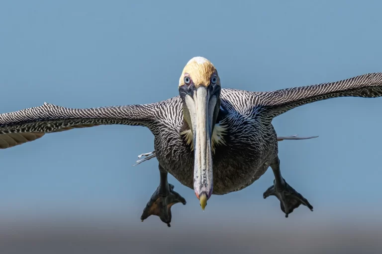 _A_10632cropped+pelican_1