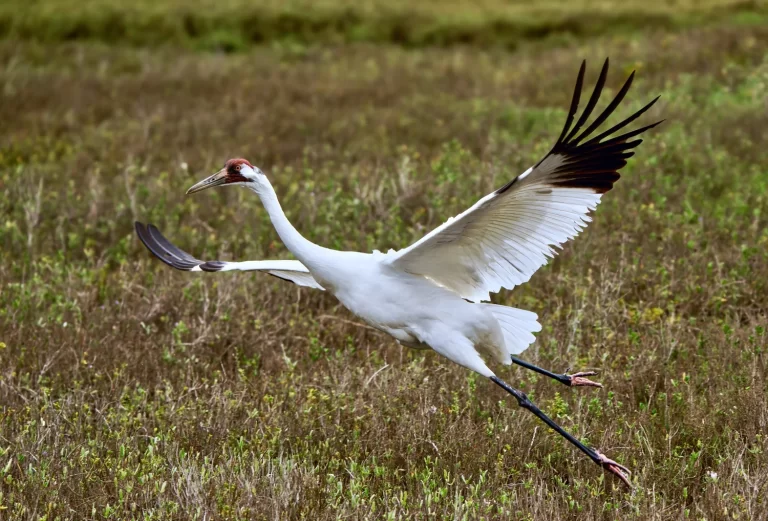 _A_16557-ARW_DxO_DeepPRIMEXD