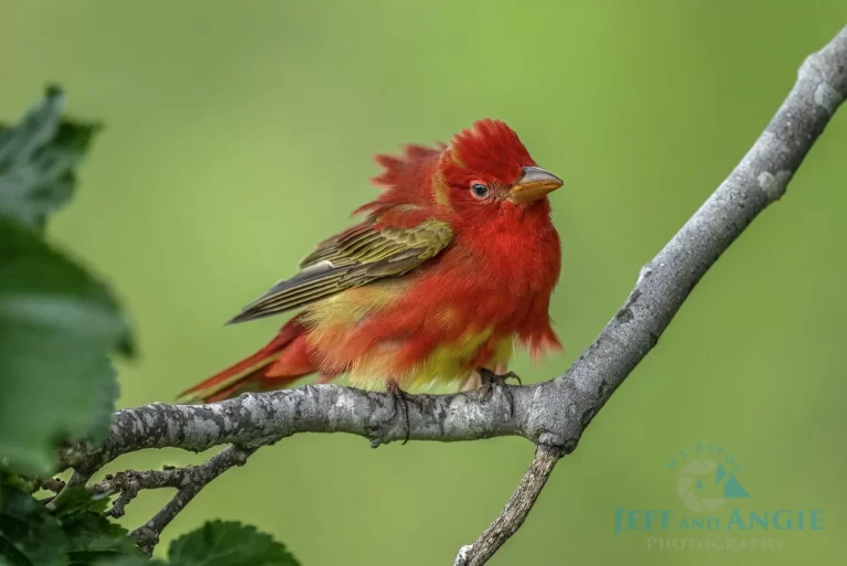 Angiebirmingham_IMmature+Summer+Tanager+SM-15039