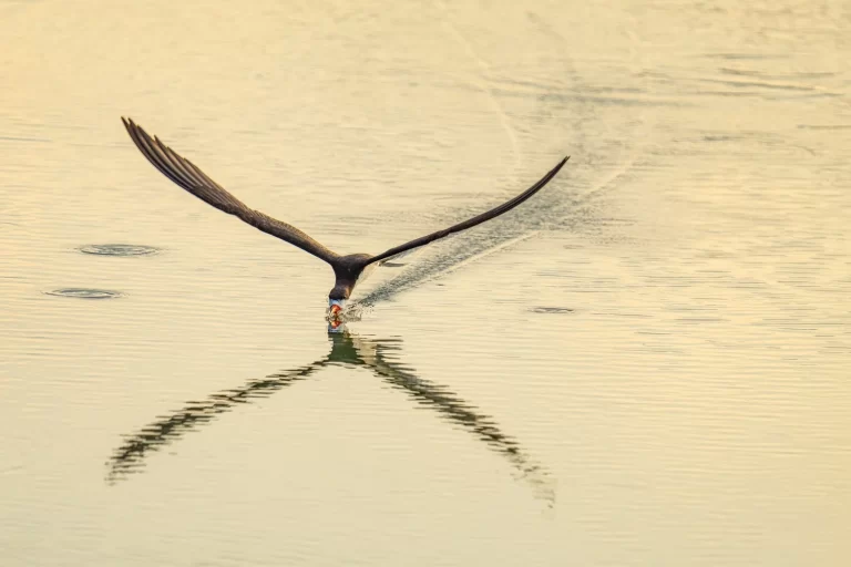 Black+skimmer+FB-10763