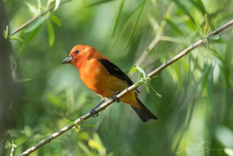 CDB041B9-785A-426C-8CA1-BF9D928C641B