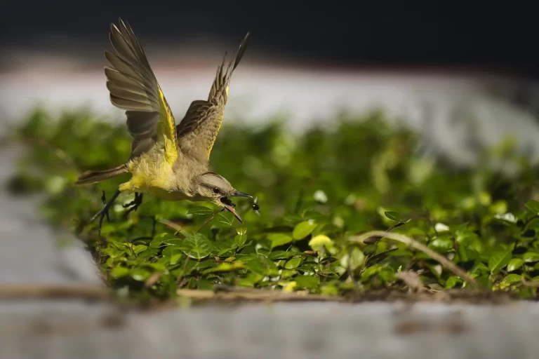 Cattle+Tyrant_A_29996