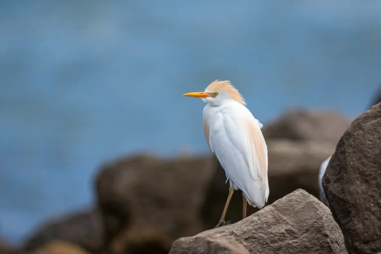 Cattle+egret+FB-