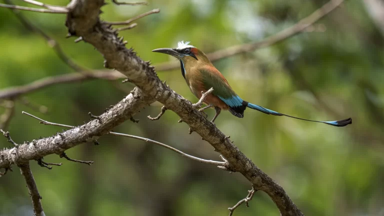 Costa+Rica+2024-37513