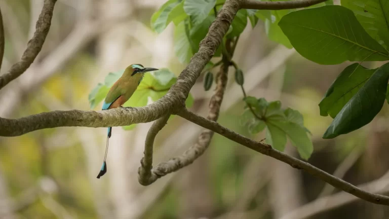 Costa+Rica+2024-37549