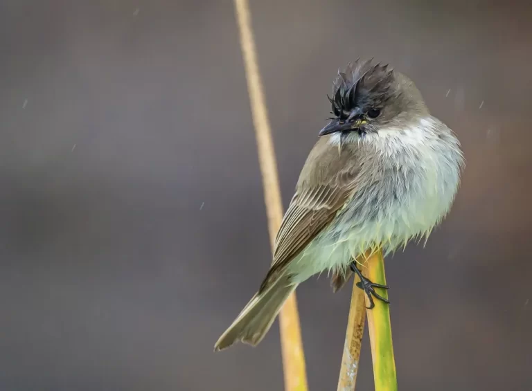 Eastern+pheobe+orig-7AB06522