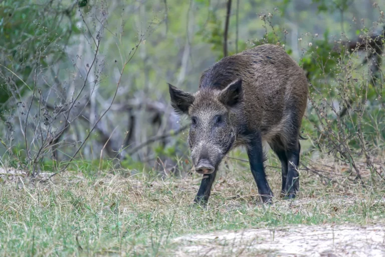 FB-Ranch+12-5-20_hog+DSC8499-denoise