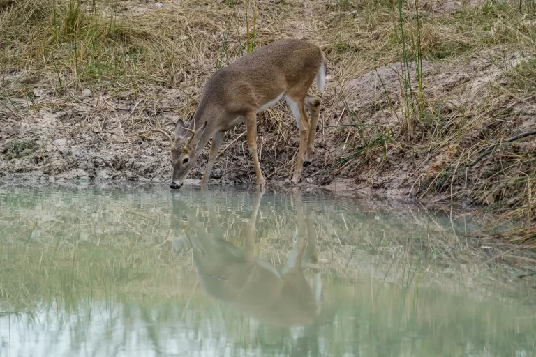 FB-whitetail+Ranch+12-5-20_DSC8204