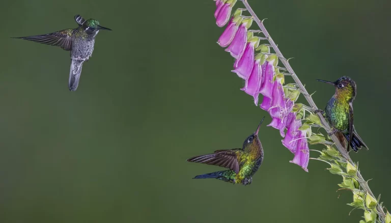 Facebook+3+hummingbirds