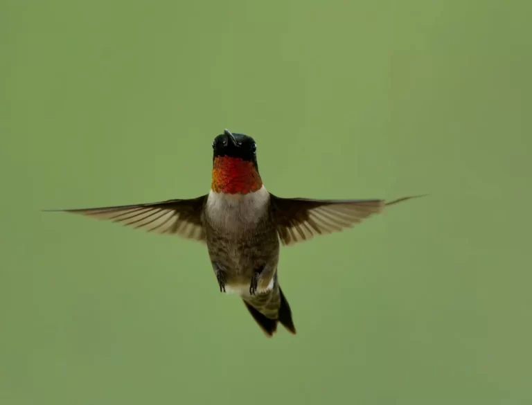 Fall+Festival__DSC4658-dng_DxO_DeepPRIME