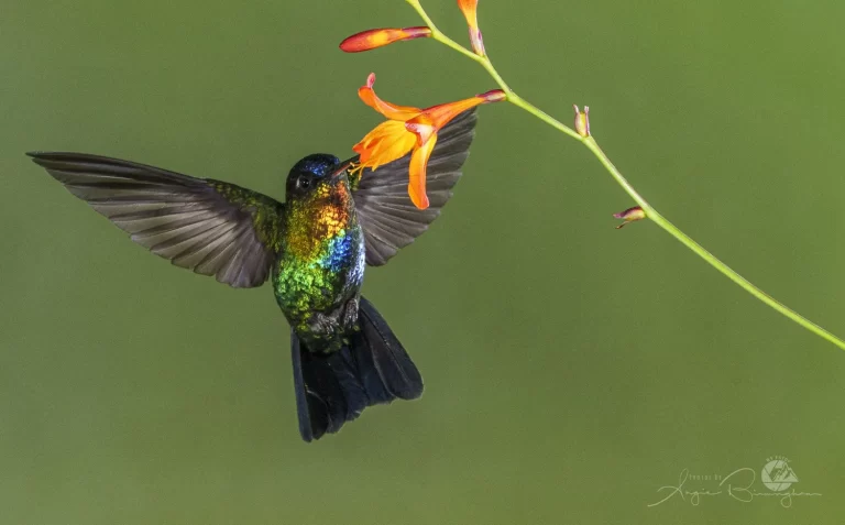 Fiery+throated+Hummingbird