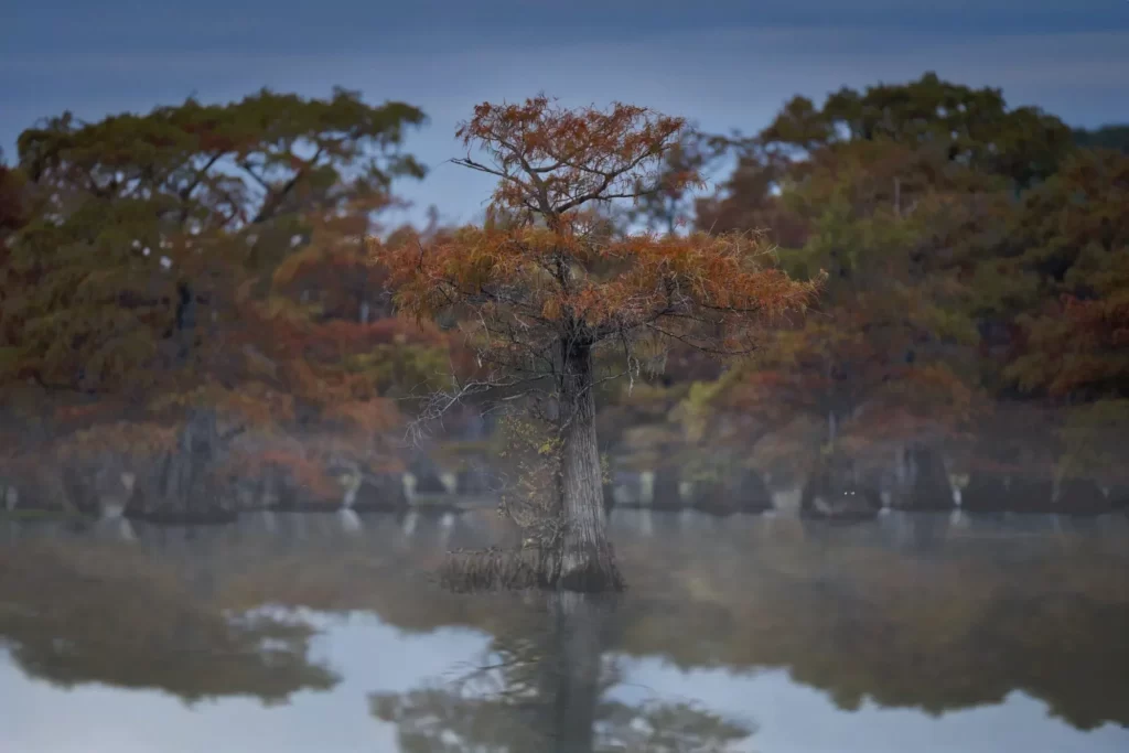Caddo Lake in Autumn: A Photographer’s Dreamscape