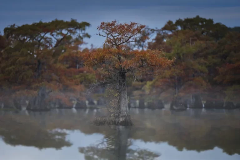 Fog+on+the+water+_A_28886