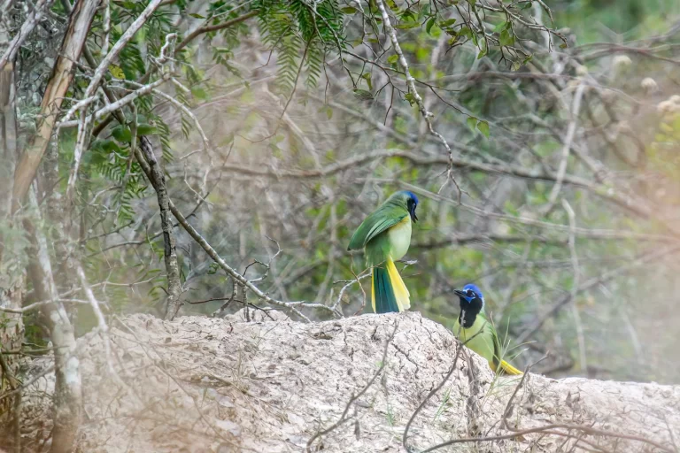 Greenjay-Ranch+12-5-20_DSC7994-denoise