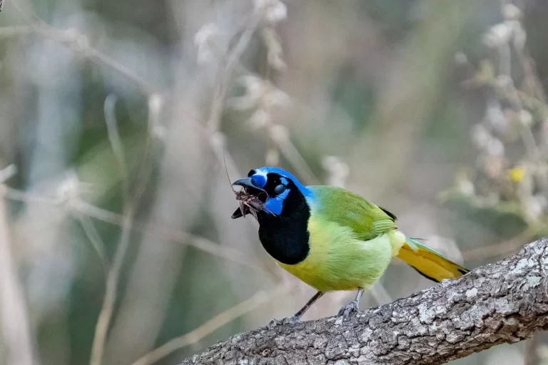 Green+jay+with+bug+FB+Ranch+12-5-20_DSC8115-