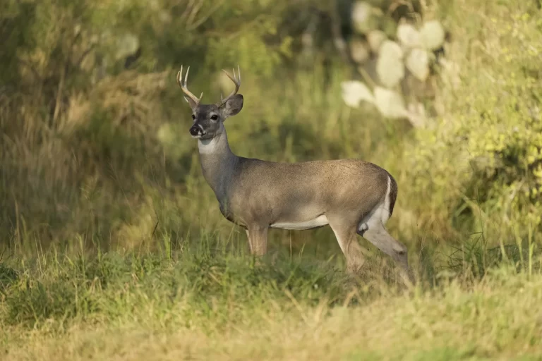 Jones+Alta+Vista+1479