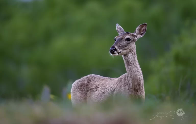 Jones+April+202400577-Enhanced-NR