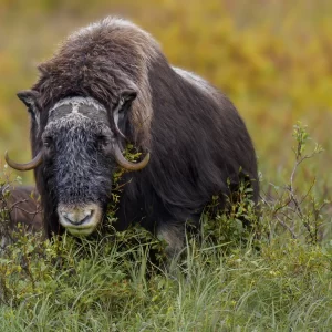 Nome, Alaska Muskox Photography Workshop Sept 3-7th 2026