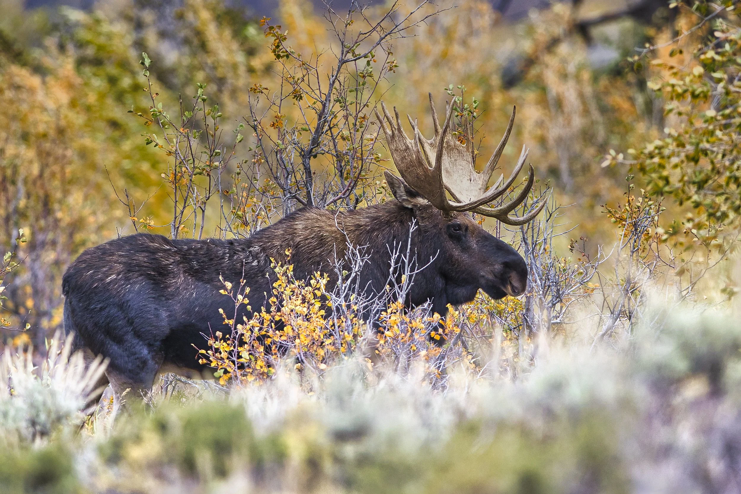 N9A0963moosefallcolors.webp