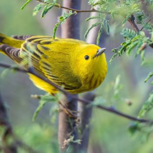 AM or PM Private Bird tours of the Corpus Christi Area