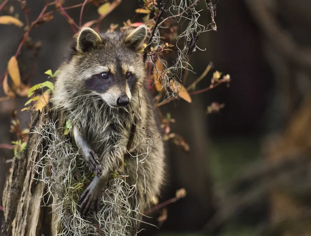 Cute raccoon perked on a log in the swap with beautiful fall colors around it.