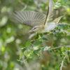 Red-Eyed Vireo