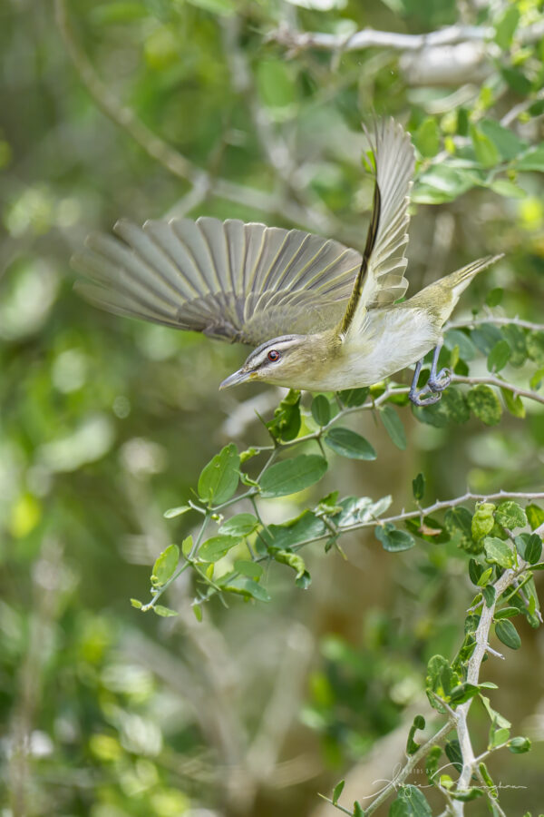 Red-Eyed Vireo