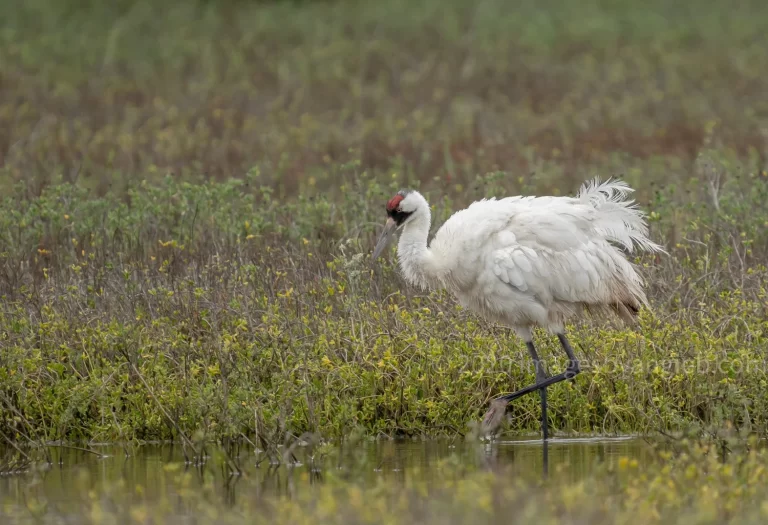 S7R02317Whooping+crane