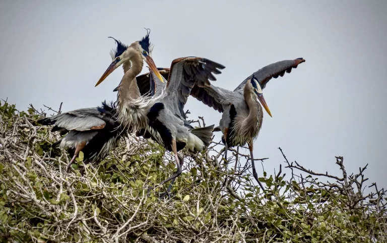 S7R03073Great+Blue+Herons