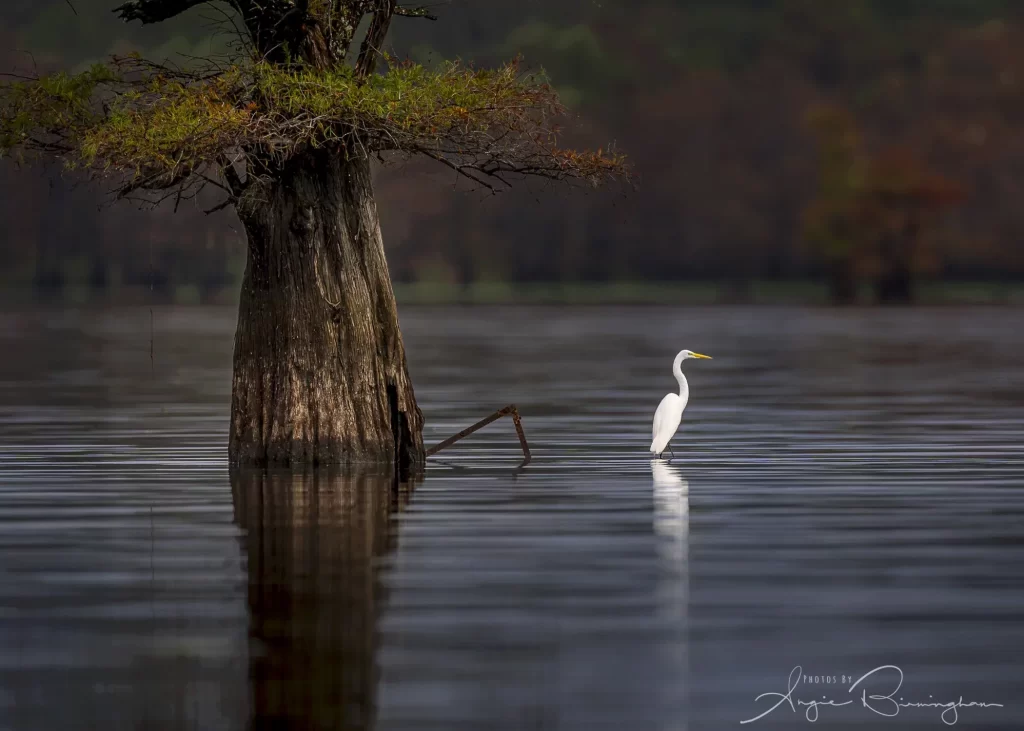 Great egret staning in the still water with a cyress tree behind it glowing in Green, yellow and orange