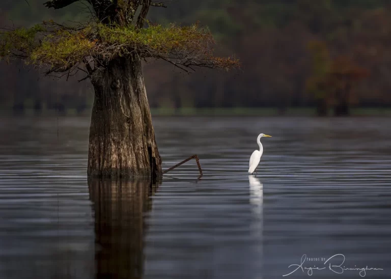 SM+Egret+and+single+tree-934955