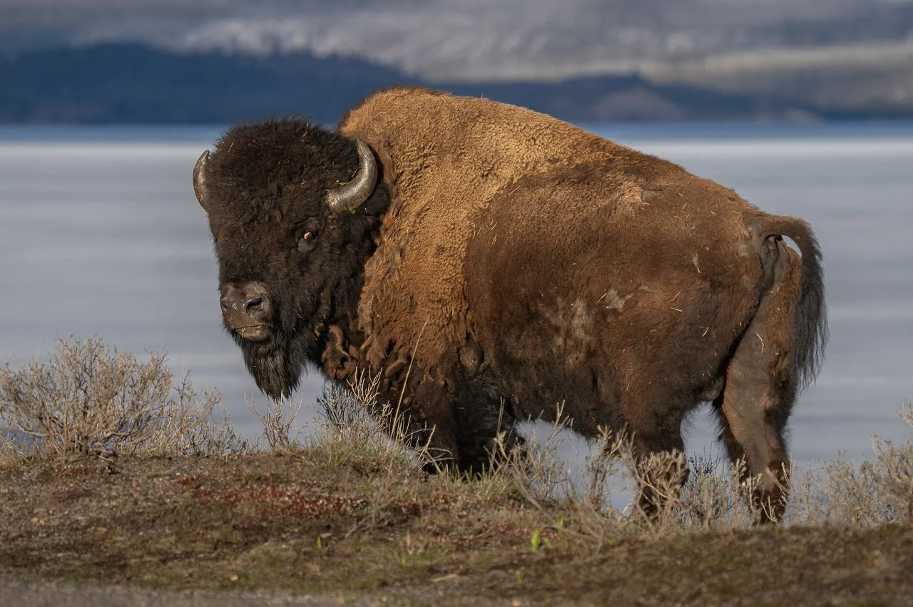 STVBison-0328.webp