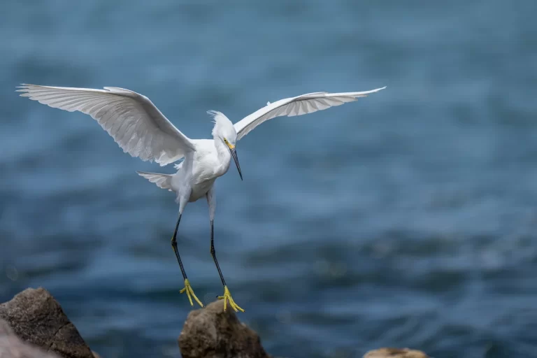 Snowy+egret+FB-2