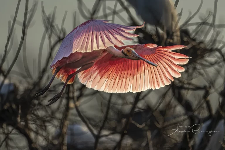 Spoonbill+backlite-2