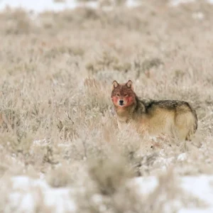 Yellowstone in Winter 2027