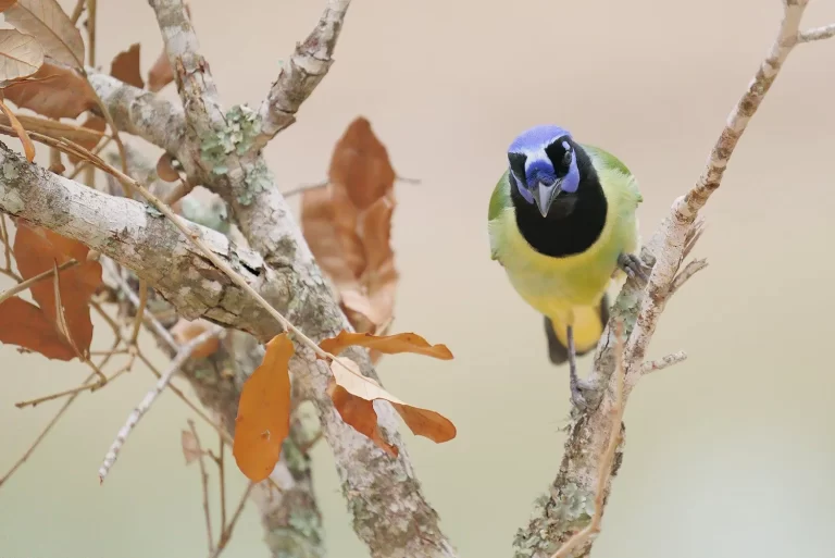 green+jay+Ranch+FB+12-5-20_DSC8475