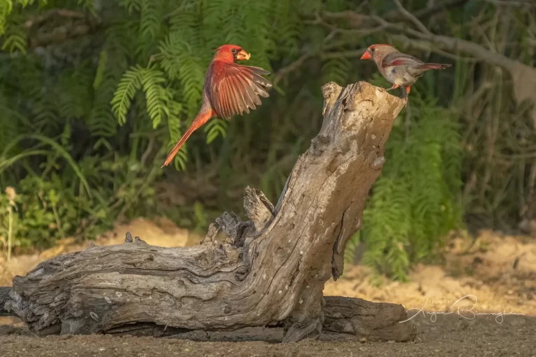 single+Cardinal+feeding+female-16211