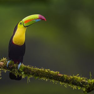 Costa Rica Bird Photography Tour – March 2027