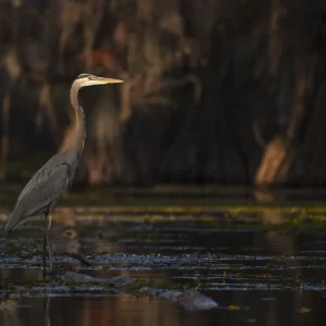 Fall Caddo Lake All-Inclusive Photography Workshop Nov 12-16 2026