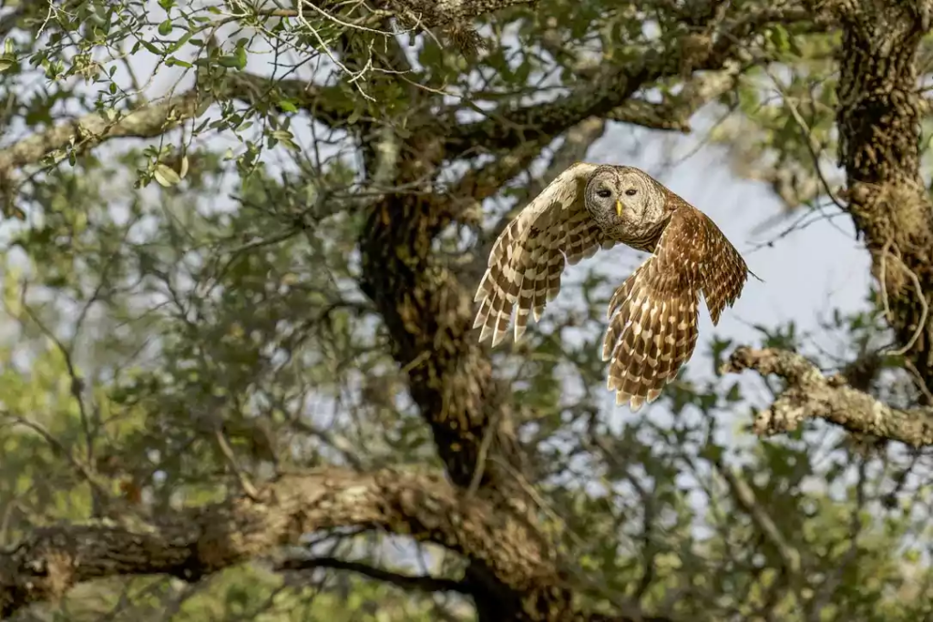 Owl in flight with wings spread captured in motion